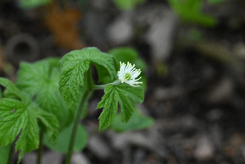 2025-04286684 Mount Auburn Cemetery, MA.JPG - Goldenseal. Mount Auburn Cemetery, MA, 4-28-2025
